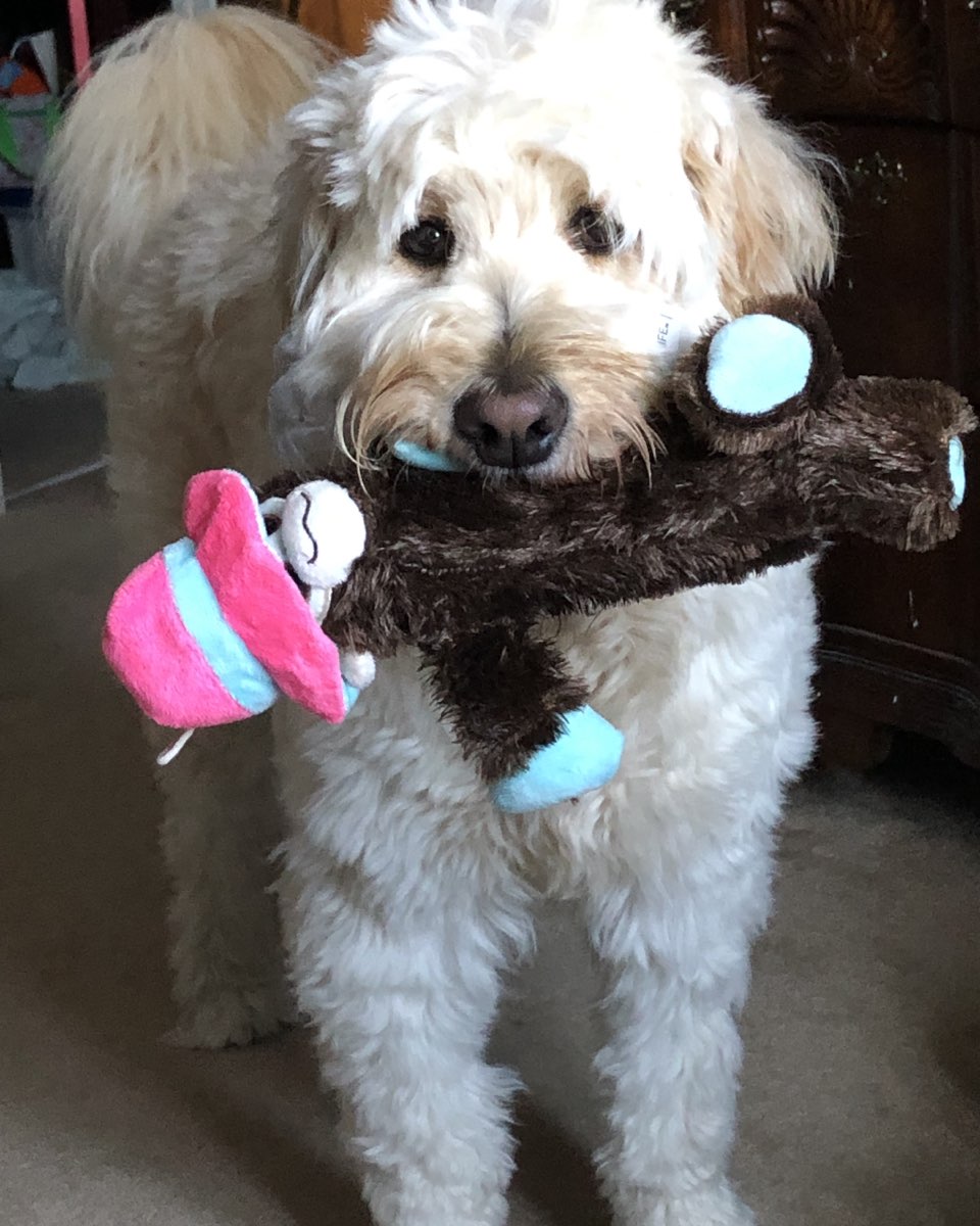 Cute Goldendoodle named Bria