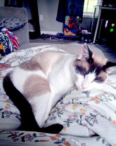 Cute snowshoe named dewey