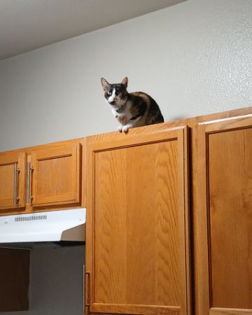 Cute domestic short hair named Ivy