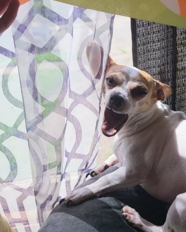 Cute Chihuahua. (cute rat) named Patches