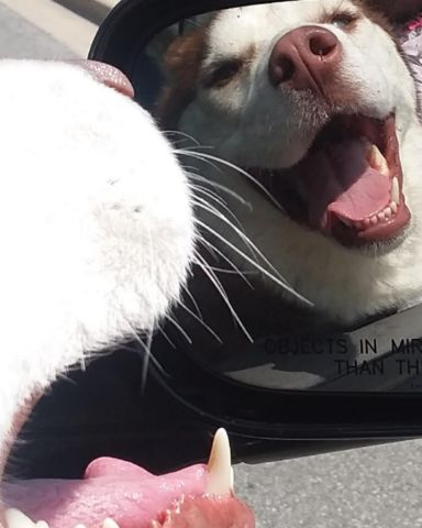 Cute Siberian Husky named Hela Bella