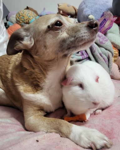 Cute Guinea pig named Mozzarella (Motzy)