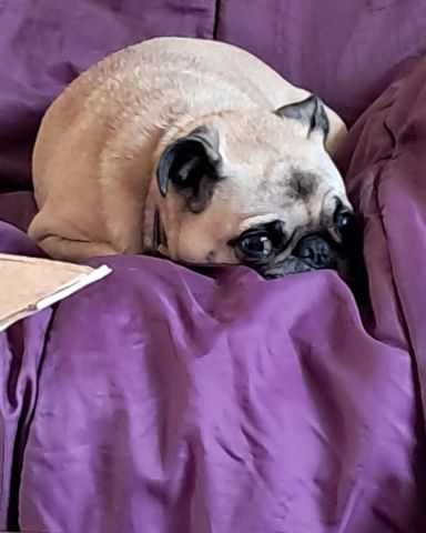 Cute dog named Chelsea