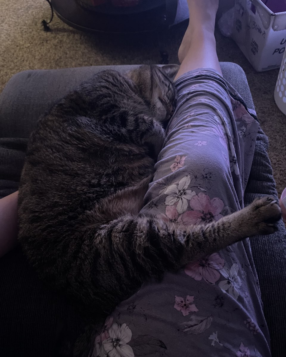 Cute cat named ReyRey