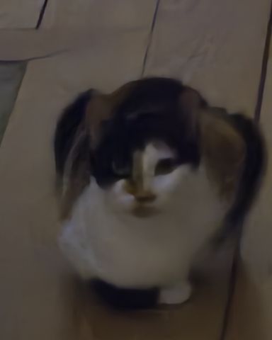 Cute calico cat named jj