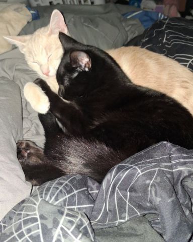 Cute black cat named Wednesday