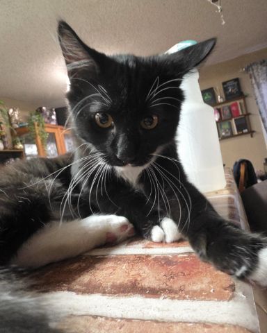 Cute cat named Andy