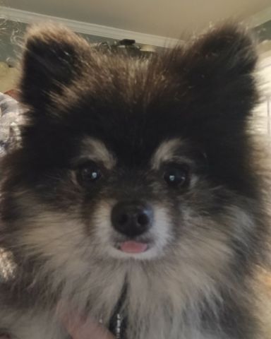 Cute Pomeranian named Millina Belle (Millie)