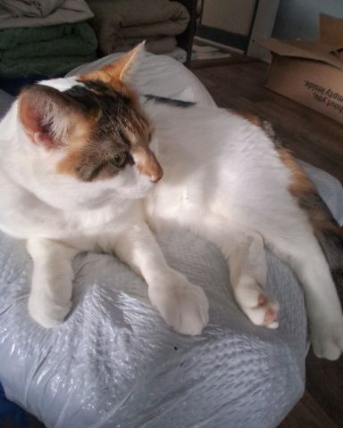 Cute Calico maincoon named Callie