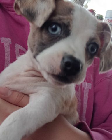 Cute idk what breed named Odie