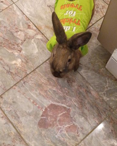 Cute Bunny named Dravina