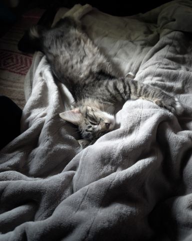 Cute Maine mix named Alucard