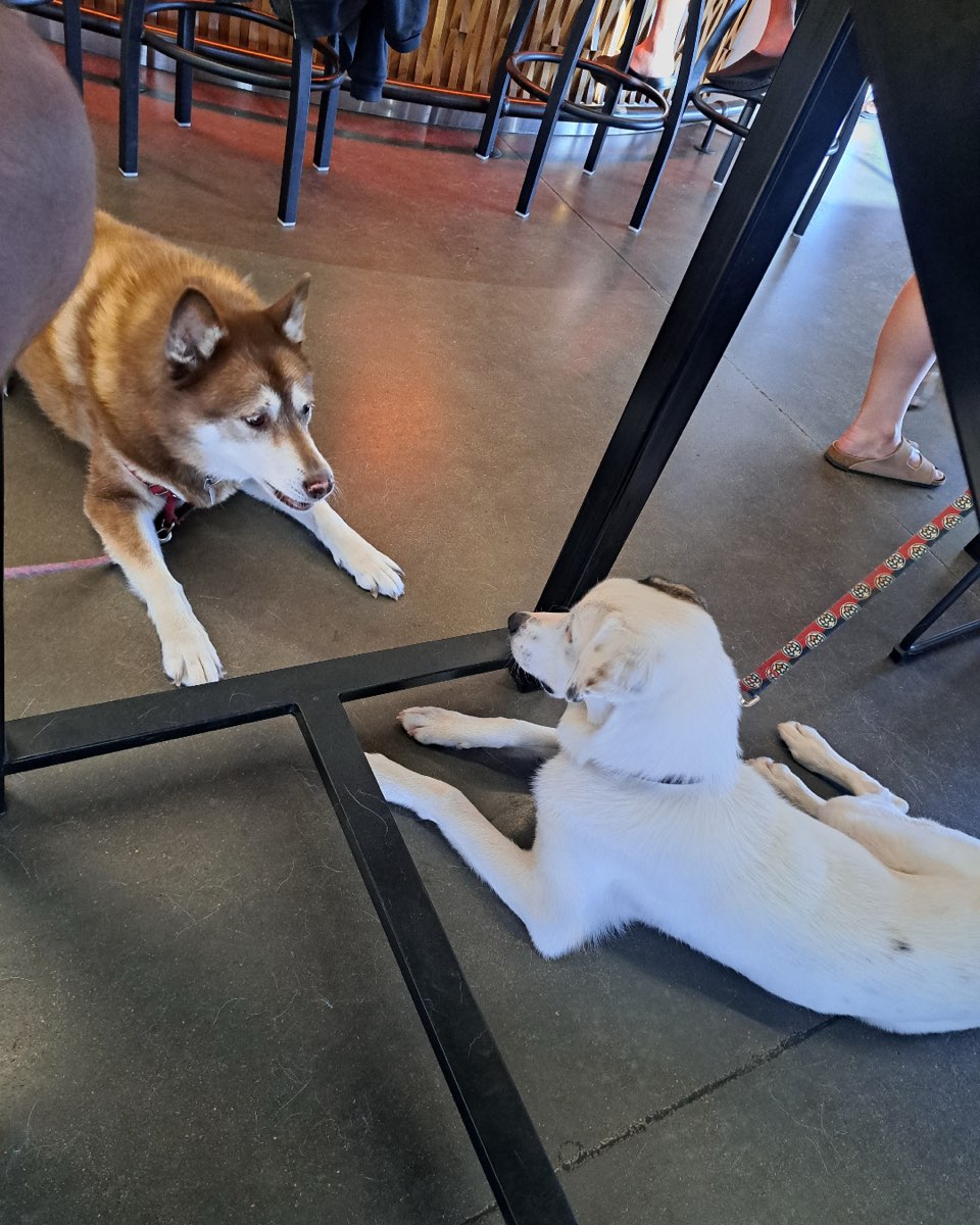 Cute dog named Nala