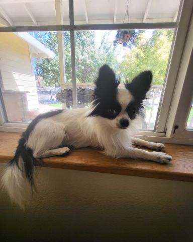 Cute dog named Danny