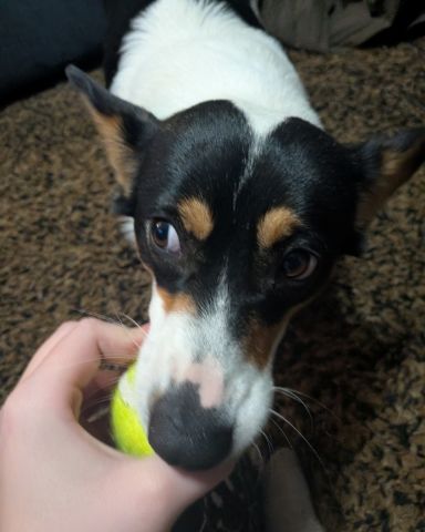 Cute Paran Brook Corgi named hazel