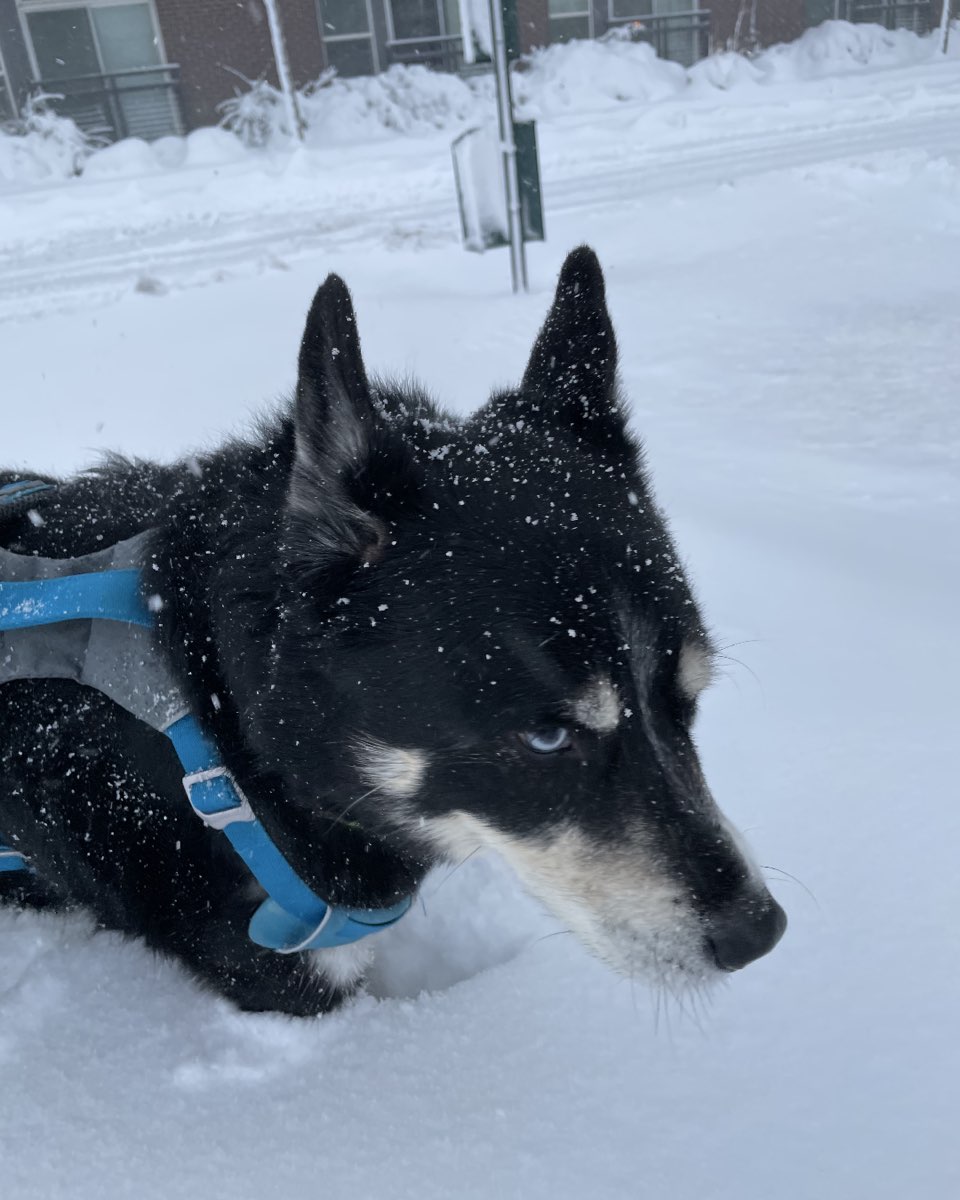 Cute dog named Loki