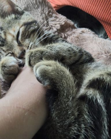 Cute Bengal tabby named bk