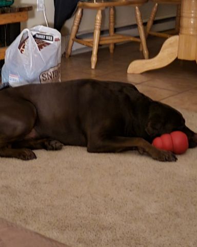 Cute chocolate lab named Roscoe