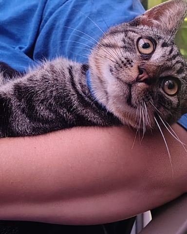 Cute domestic short hair named Zeus