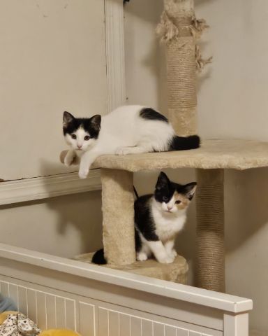 Cute calico named Miles & Blaze