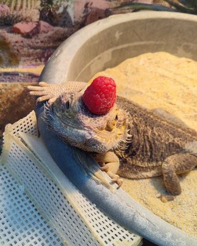 Cute reptile named Leo