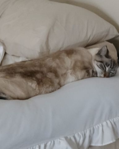 Cute Siamese lynx named Marie