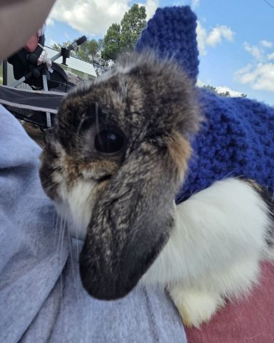 Cute Holland lop named blossom