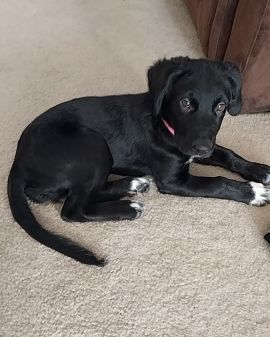 Cute mixed named cupid