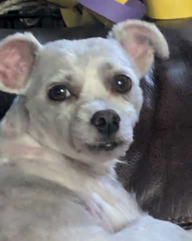 Cute dog named yogi!