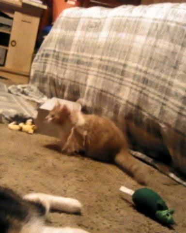 Cute cat named Lucky
