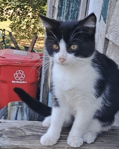 Cute cat named Bramble