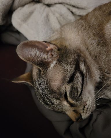 Cute stinky named Stormageddon Dark Lord of All