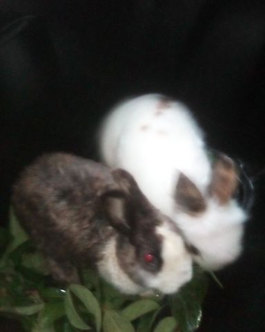 Cute rabbit named stormy and Lola bunny