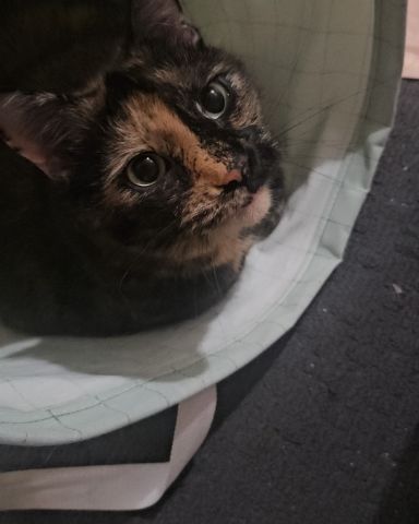 Cute idk named Snickers