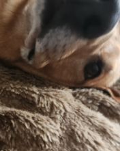 Cute RhodesIan ridgeback named Stitch