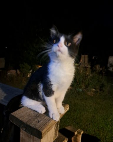 Cute cat named Bramble