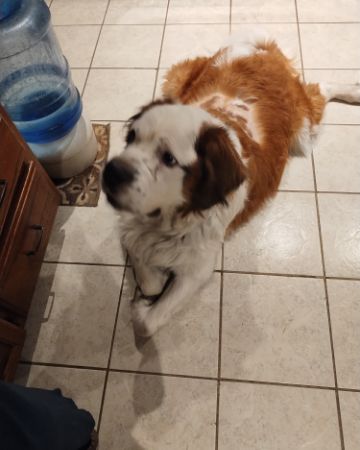 Cute St. Bernard named Winter