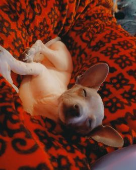 Cute dog named Charlie