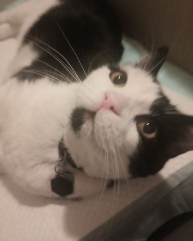 Cute cat named Zeke