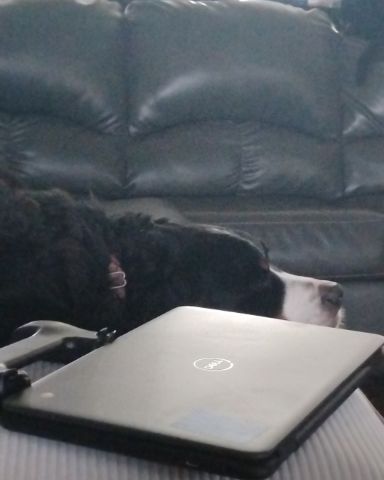 Cute Bernese mountain Dog named Diva