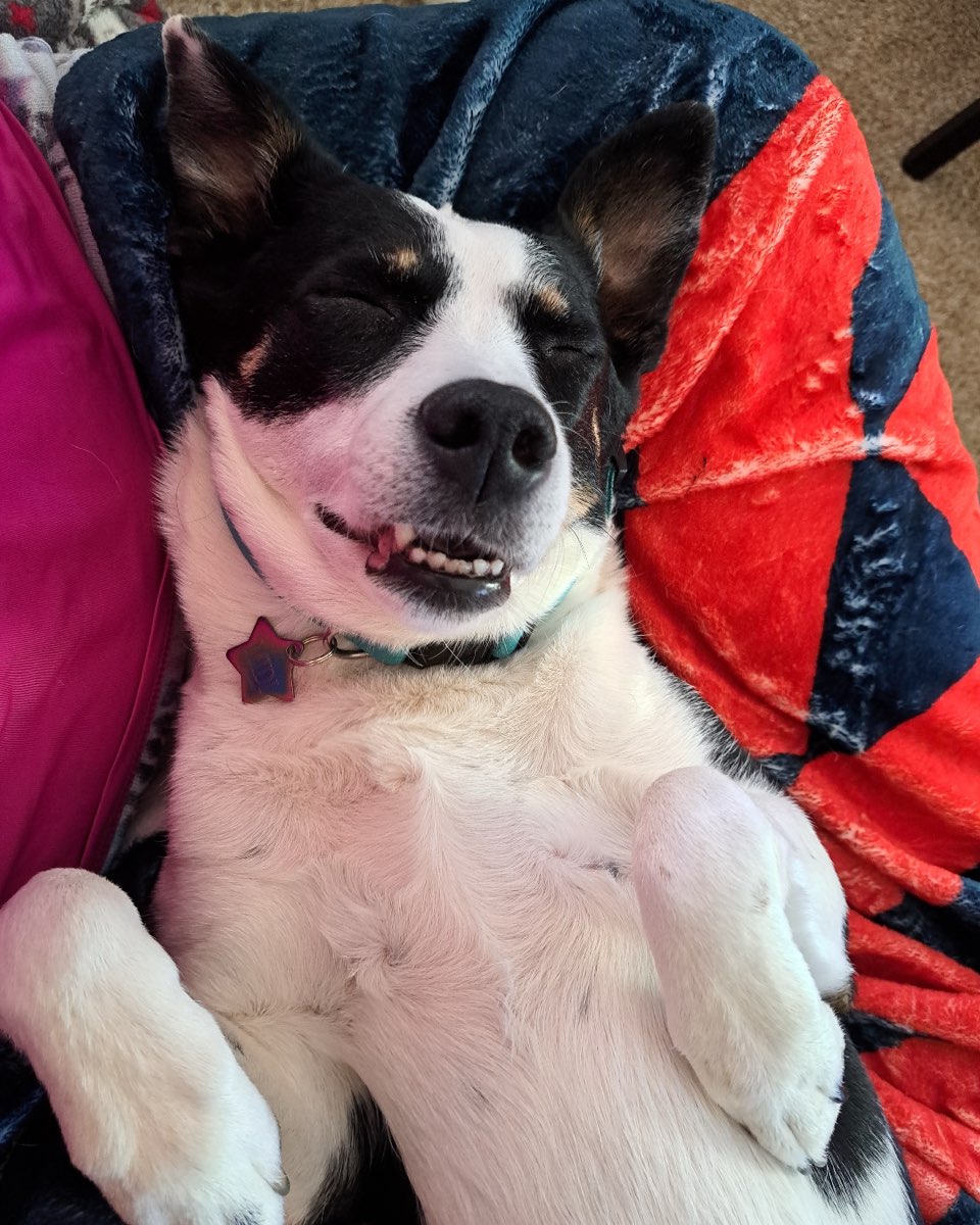 Cute dog named Midi