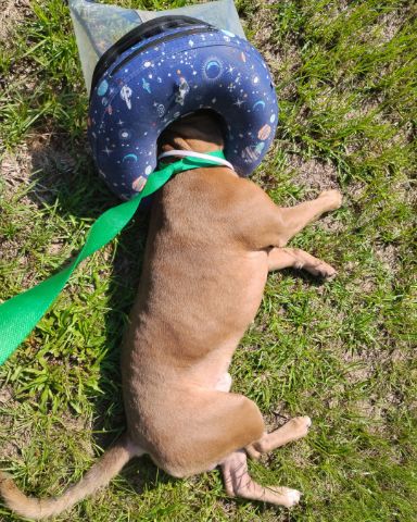 Cute xl bully and American pit named kujo