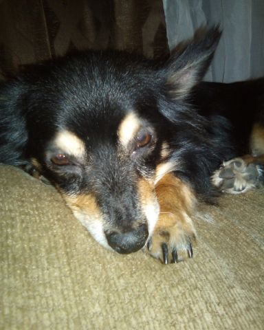 Cute long hair Chihuahua named Tweety