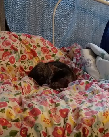 Cute Tabby named Biscuit