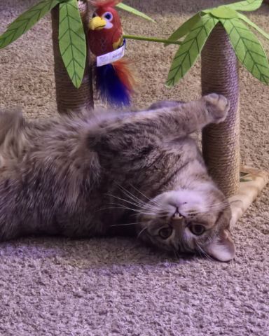 Cute cat named Lucy