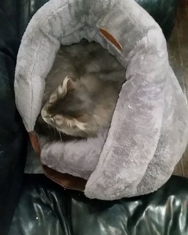 Cute cat named Ozzy