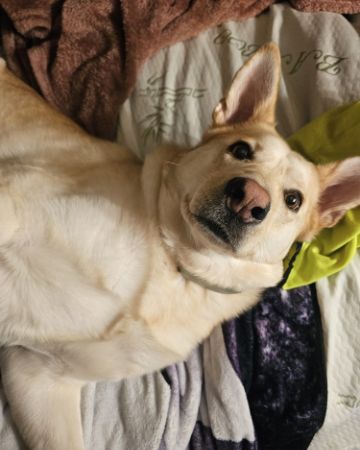 Cute Labsky named Bella