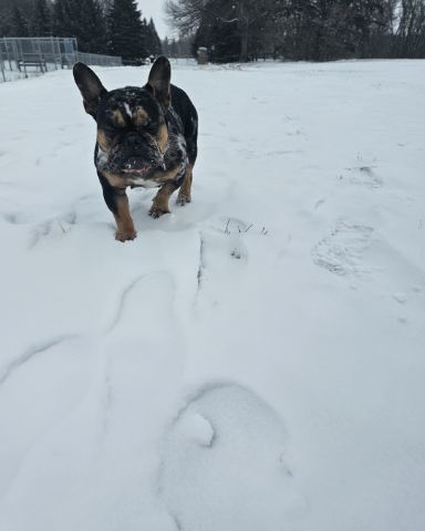Cute French bulldog named Patty
