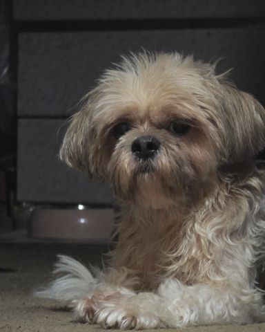 Cute Shih Tzu named Kaylee Marie