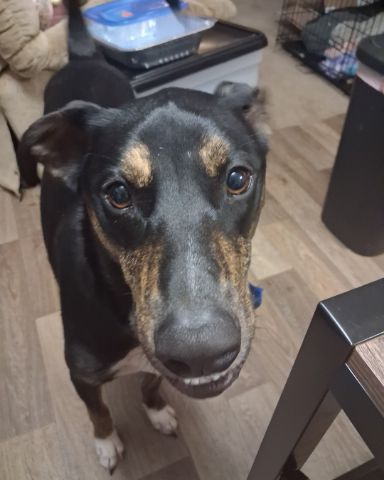 Cute labor retriever mix named Chewy
